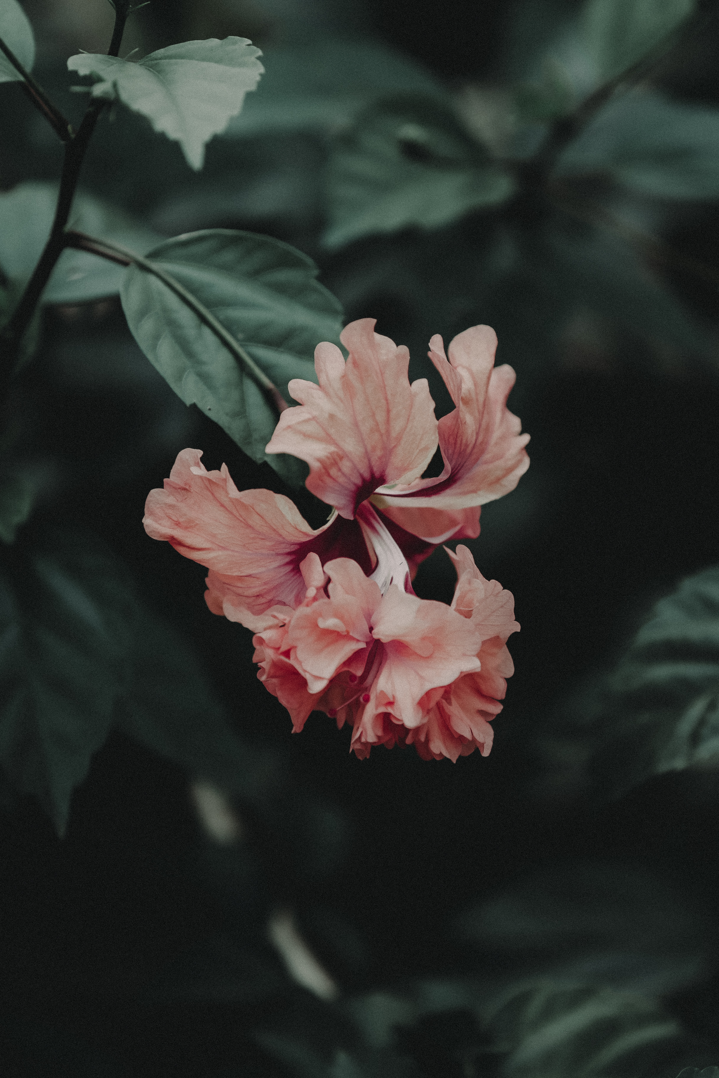 Shallow Focus Photography Of Pink Flower