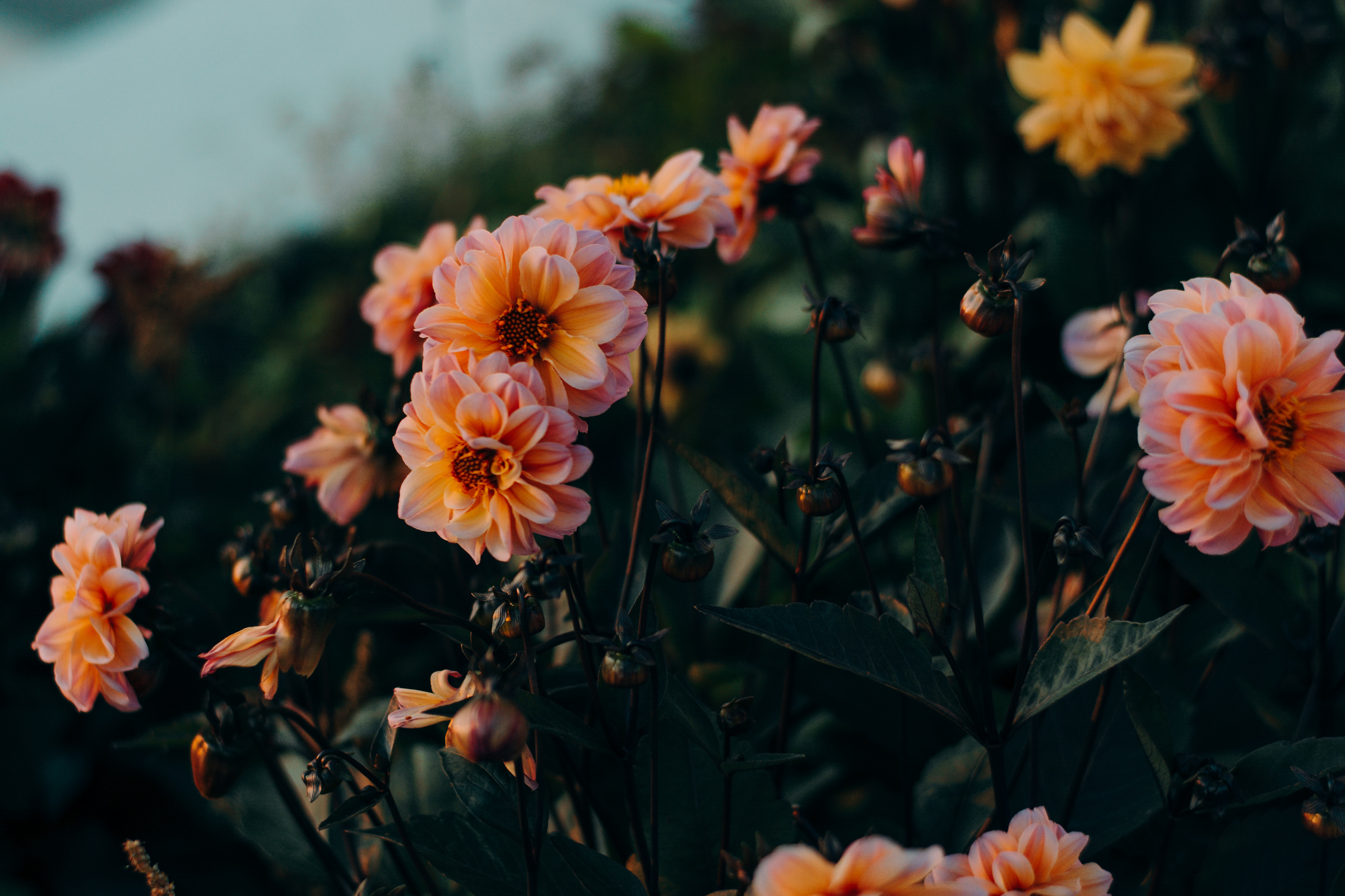 Orange Petaled Flowers